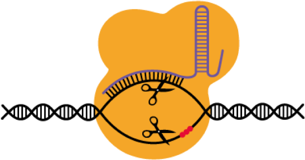 Picture1 - Genome Editing (625x625)