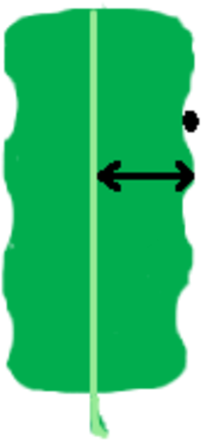 Leaf Morphology Division Pinnately Lobed - Pinnation (330x647)