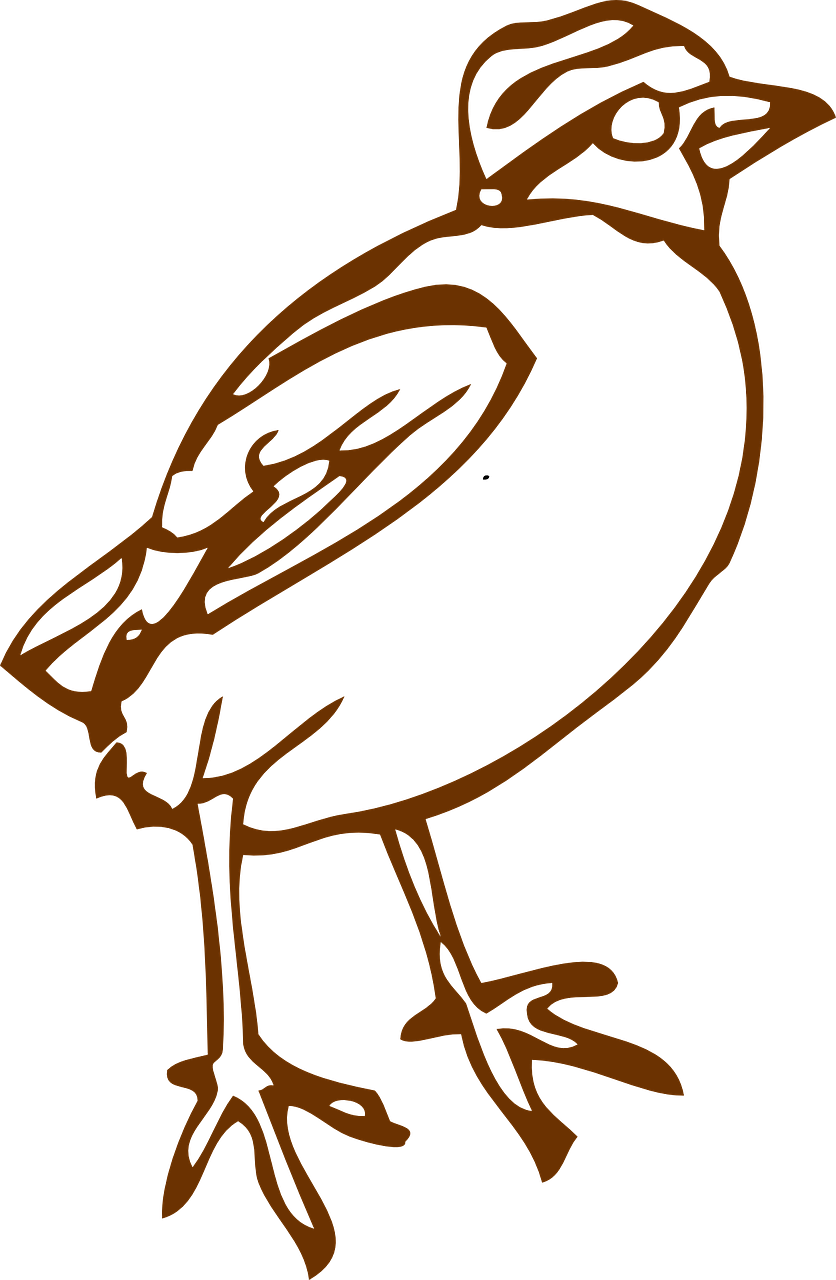 Vector - Bird Clipart (836x1280)