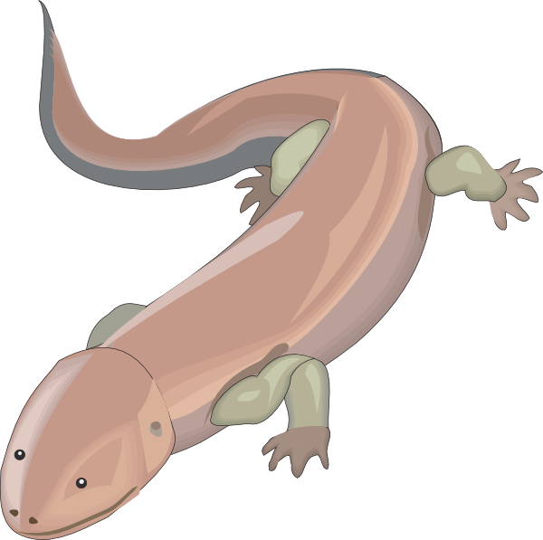 Chinese Giant Salamander Drawing (600x597)
