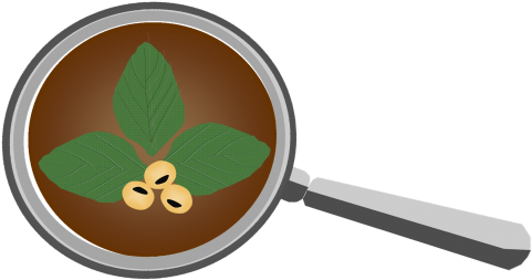 Soybeans - Frying Pan (498x309)
