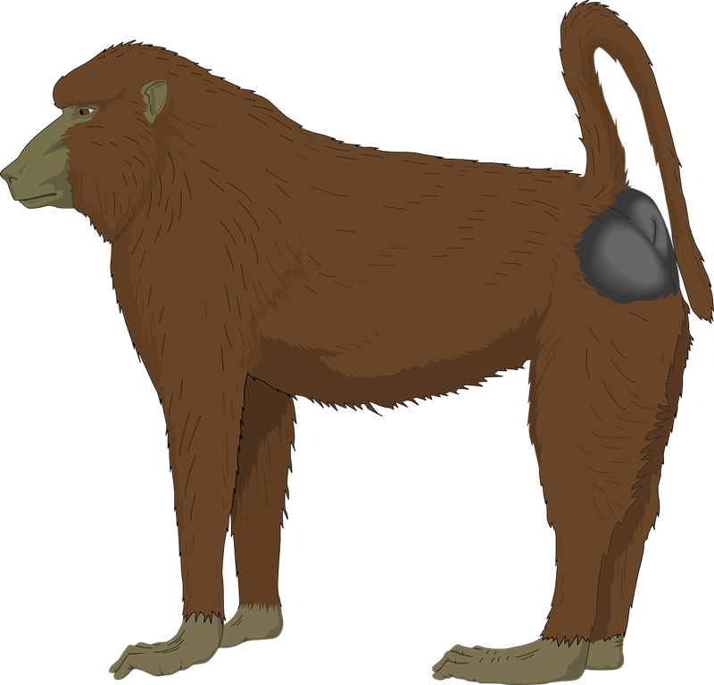 Baboon Clipart - Baboon Transparent (800x768)