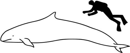 False Killer Whale Size - Whale Size (581x261)