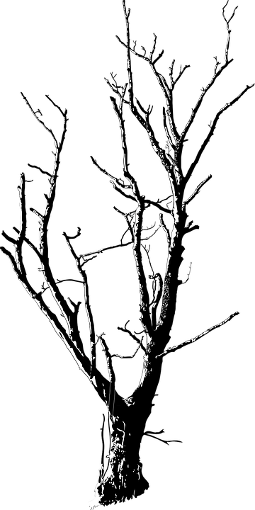 Twig Vector Ranting - Dead Tree Transparent Png (360x720)