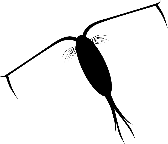 Plankton Clipart (640x551)