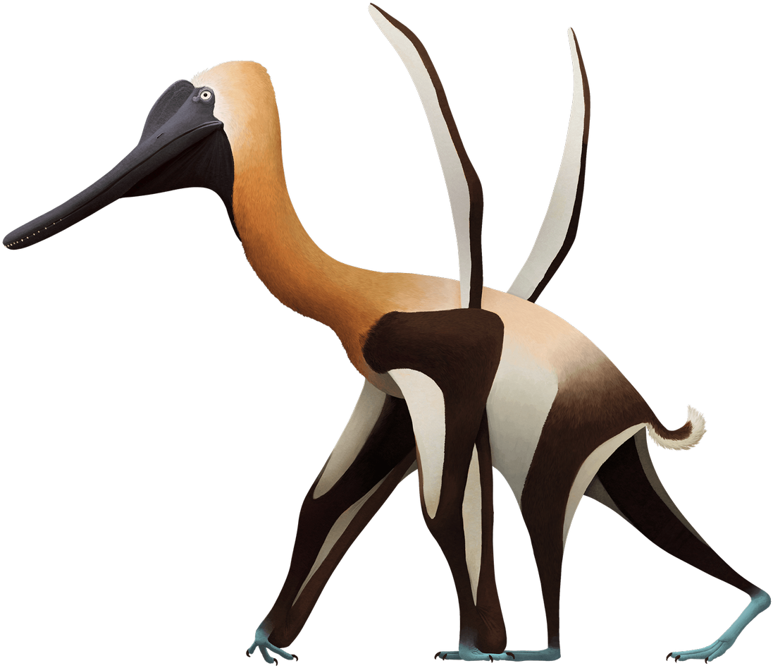 #science #fossils #pterosaur Https - Eurolimnornis (1200x1034)