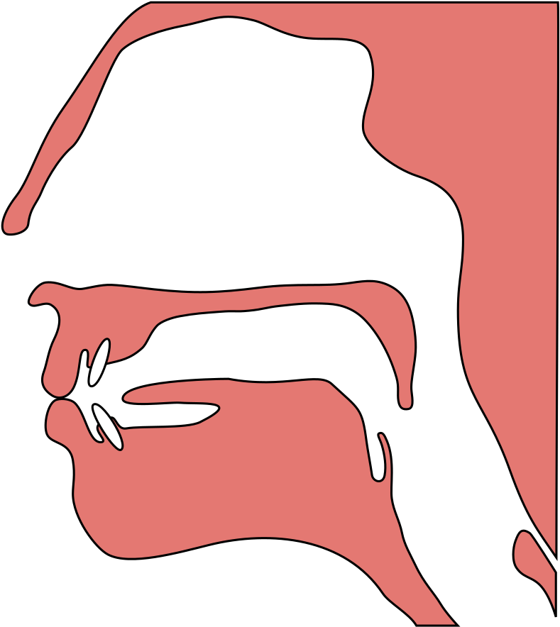 Speech Organ Pb - Wikimedia Commons (819x1024)