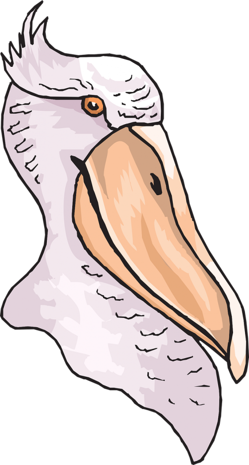 Vector Graphics - Cabeza De Un Pelicano (500x932)