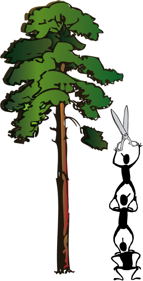 Prunetrees - Maidenhair Tree (479x937)