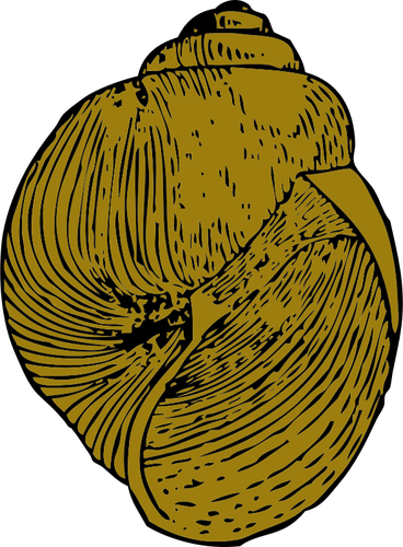 Shell Clipart Yellow Shell - Keong Vektor (368x500)