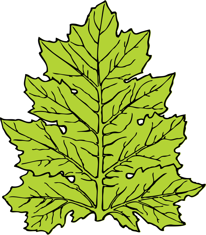 Leaf Clip Art (702x800)