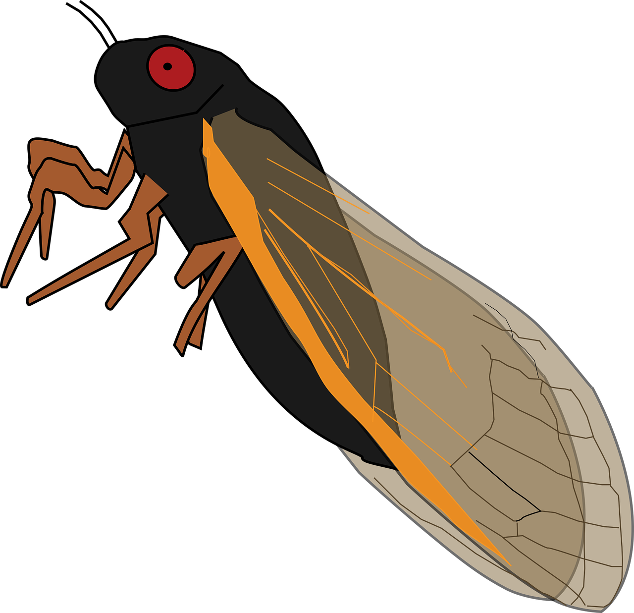 Magicicada Cicada Vektorius - Cicala Png (1280x1237)