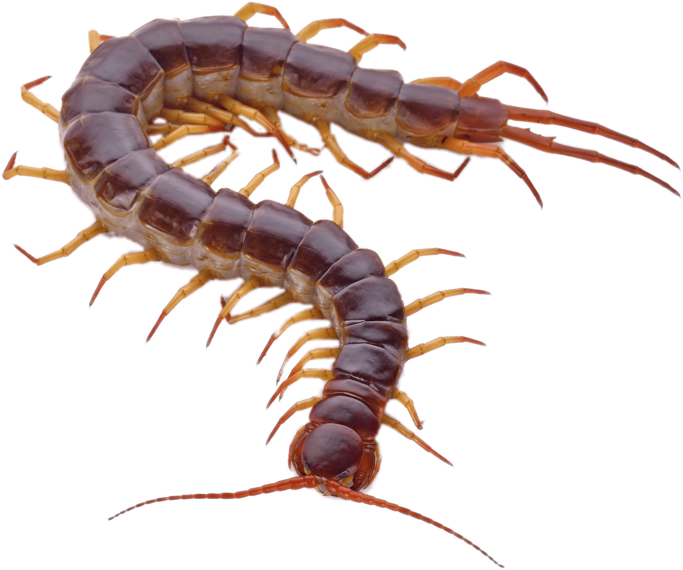 Brown With Orange Transparent - Centipede In White Background (3000x3000)