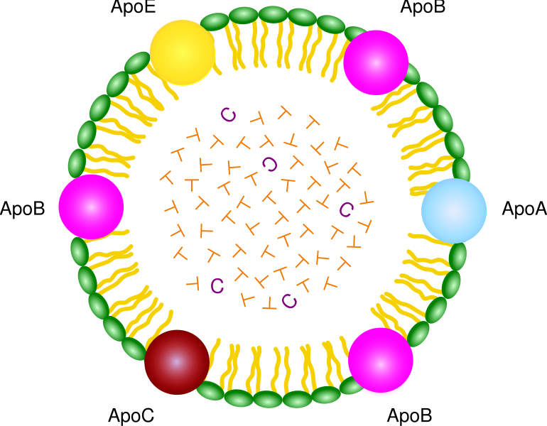 Sunday, 1 September - Lipoprotein (770x600)