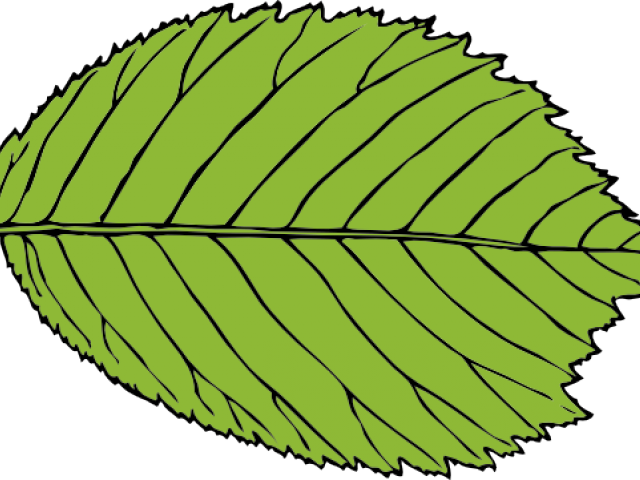 Leaf Clipart Beech Tree - Leaf Clip Art (640x480)