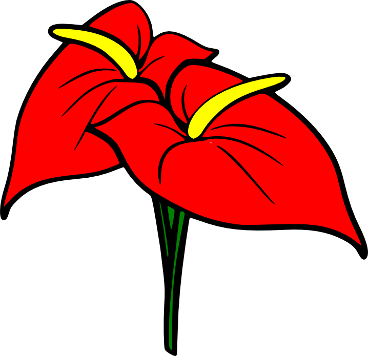 Anthurium - Anthurium (718x695)