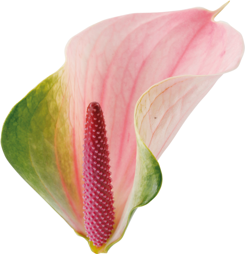 Anthuriums - Anthurium Png (1000x1000)