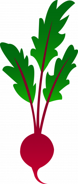 Beet - Beet Clipart (250x588)