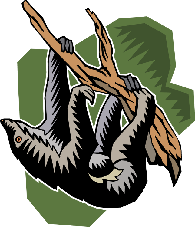 Sloth Climbing - Costa Rica-trägheit, Die Vom Baum Pura Vida Hängt Bicycle (644x750)