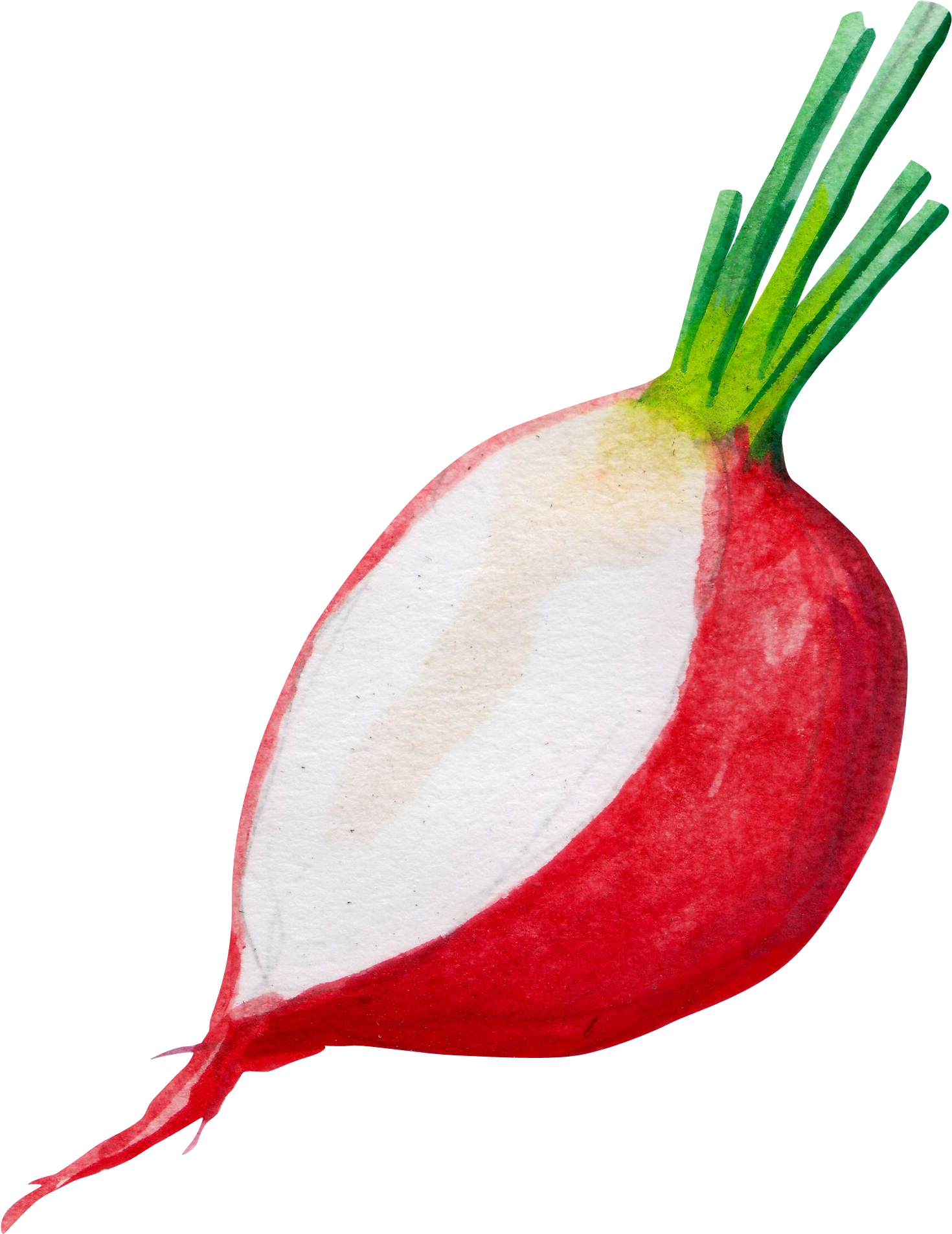 Onion (2300x2500)