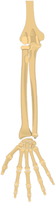 Radius And Ulna Bones - Radius And Ulna (440x550)