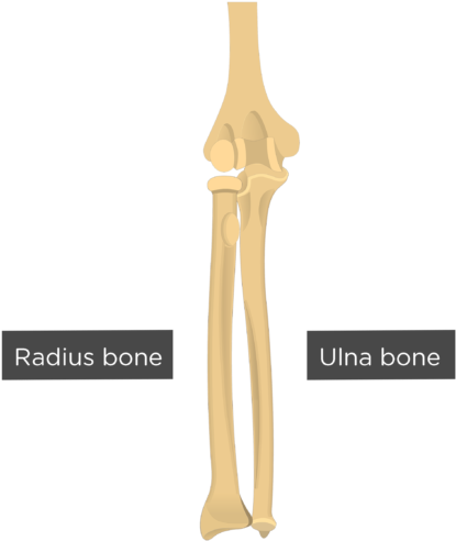 Elbow Joint - Humerus Radius And Ulna (550x550)