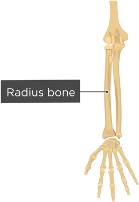 1 - Radius (440x550)