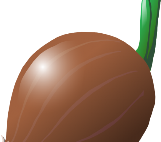 Onion Clipart Large - Illustration (640x480)