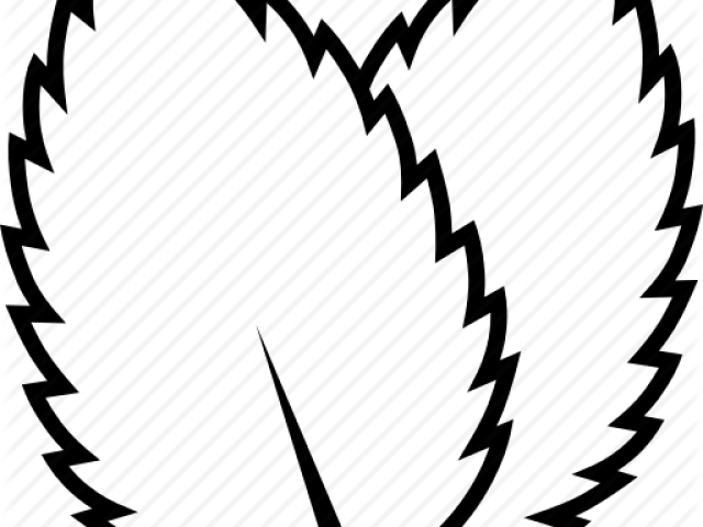 Mint Clipart Two Leave - Mint (640x480)