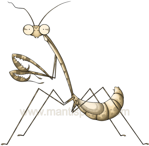 Grasshopper Vector Mantis - Membrane-winged Insect (500x500)