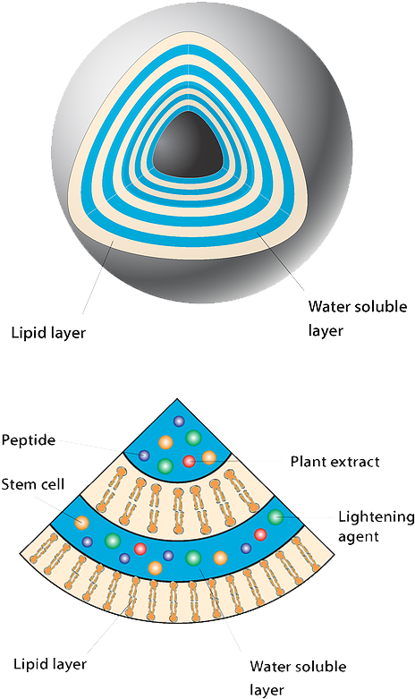 Stem Cell (481x886)