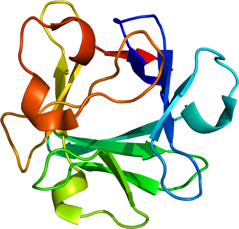 Basic Fibroblast Growth Factor (841x808)