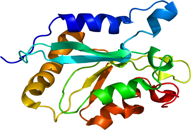 Cofilin 1 (702x493)