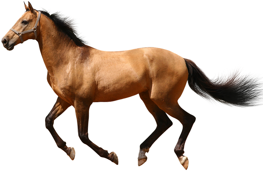 Horse Transparent Background (927x656)