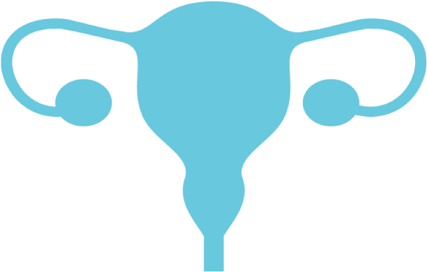 Uterus (848x518)