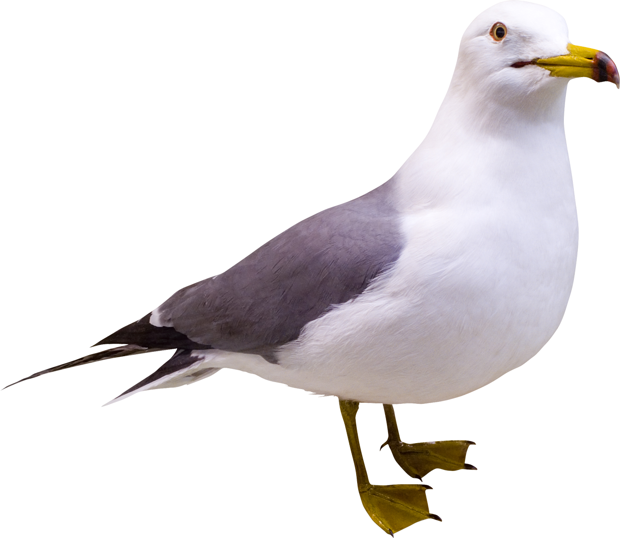 Gull Png - Portable Network Graphics (1248x1083)