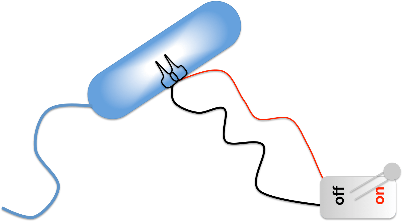 Bacterial Kill Switch - Bacteria (1312x725)