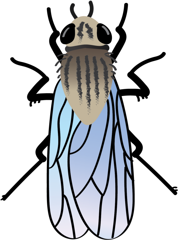 Onion Maggot-01 - Beetle (1024x982)