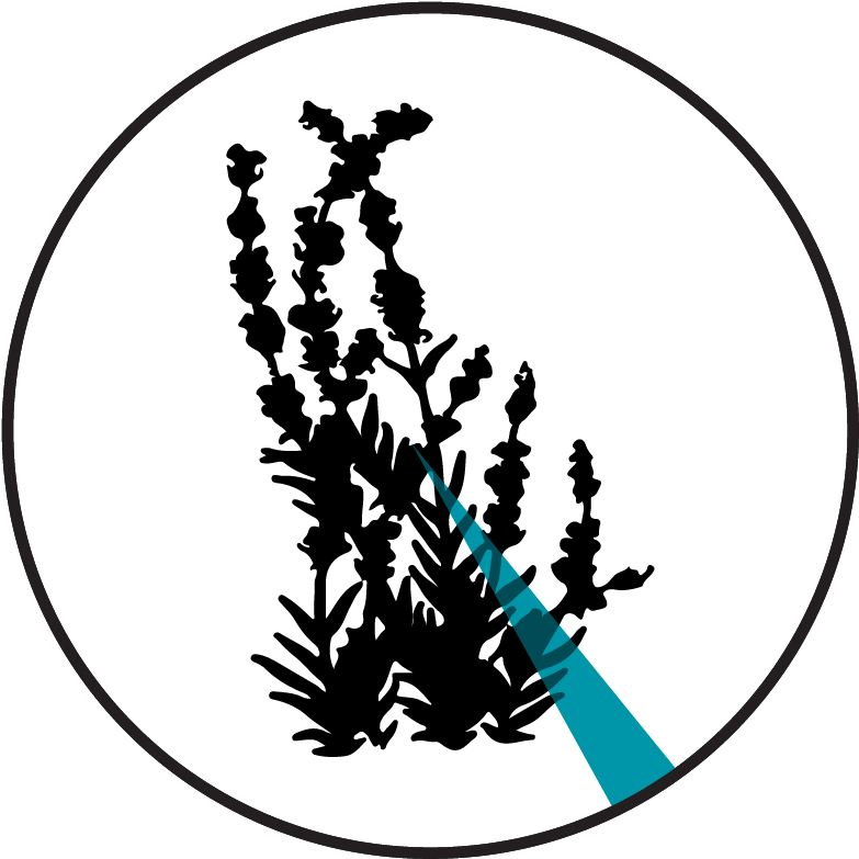 Linalool - Pie Chart (901x901)