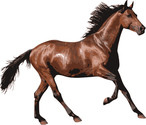 Pferde Klick > - Horse Hd (500x429)