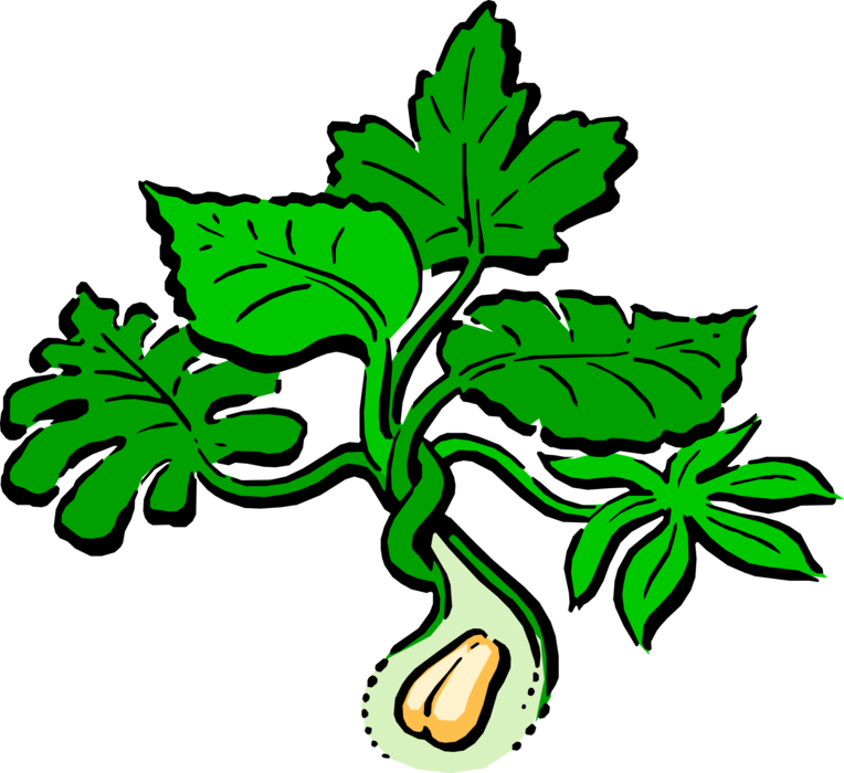 Peanut Plant Pics - Vector Graphics (764x700)
