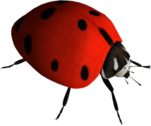 Insects Png (510x426)