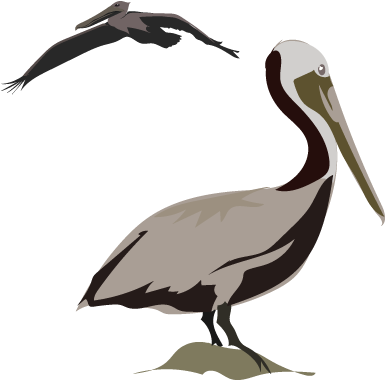 Pelicans - Pelicans (400x400)