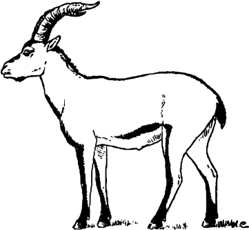 Ibex Clipart - Ibex Drawing (360x360)