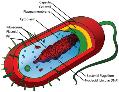 Prokaryotic Cell Diagram (422x344)