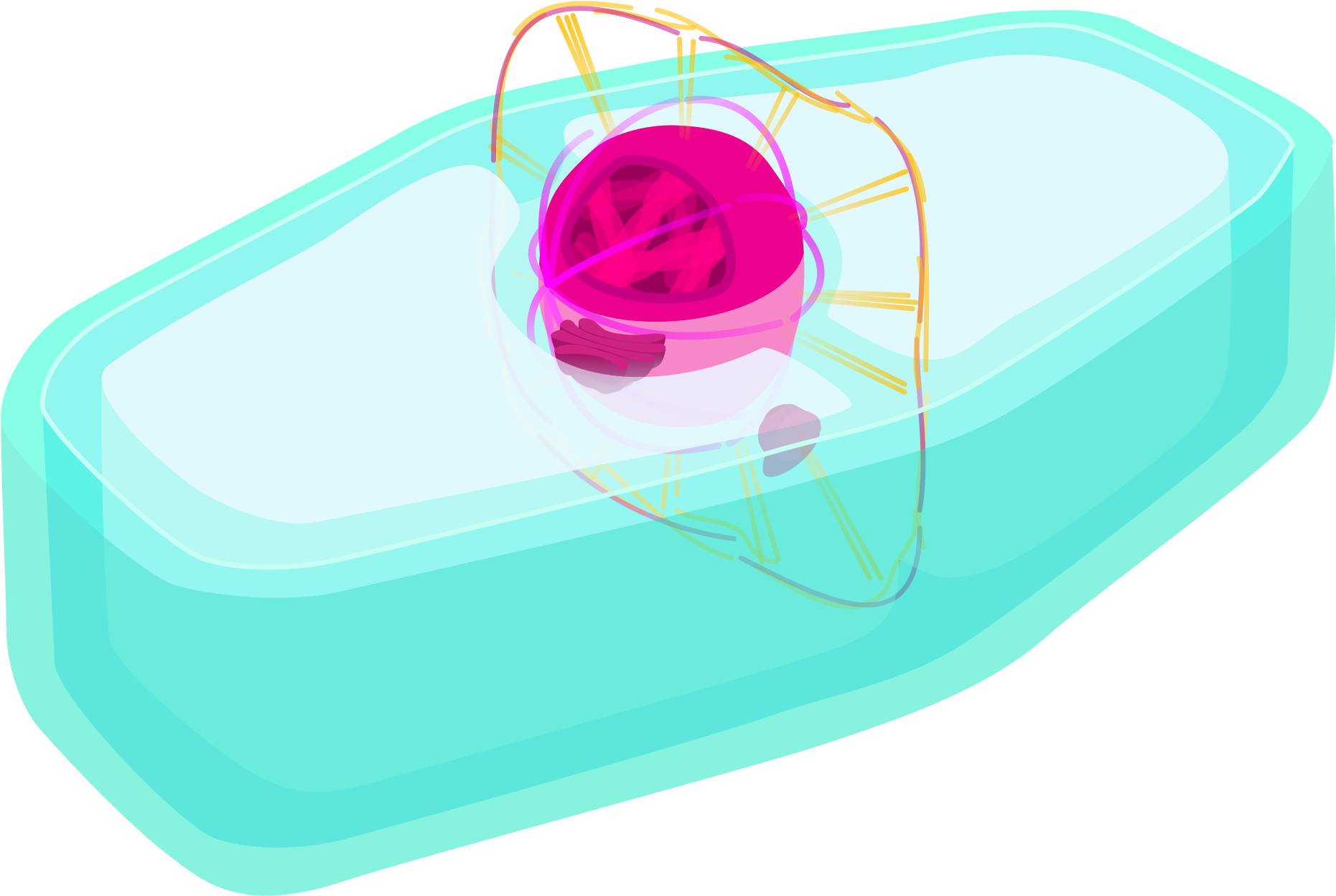 Open - Plant Cell (2000x1310)