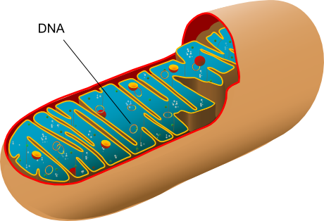Cytoplasm - Mitochondria Function (460x314)