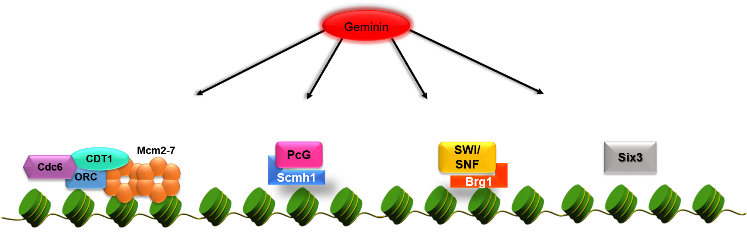 We Are Using Conditional Knock Mice, Stem Cell Cultures - We Are Using Conditional Knock Mice, Stem Cell Cultures (770x259)