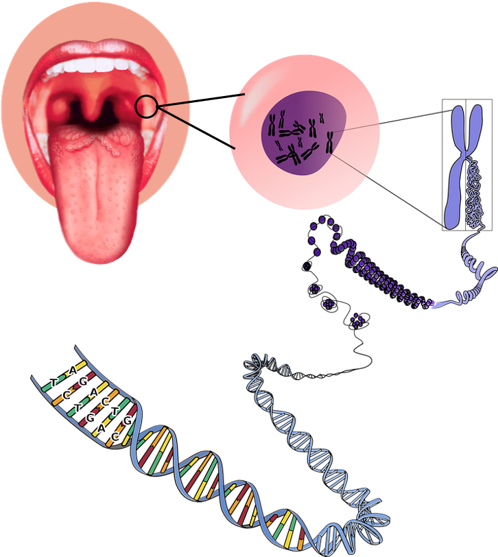 Https - //commons - Wikimedia - Org/wiki/file - Tongue1 - Https - //commons - Wikimedia - Org/wiki/file - Tongue1 (733x820)