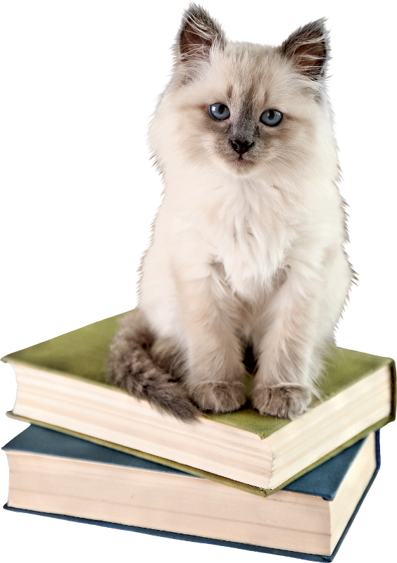 Cute Kittens Clipart (564x800)
